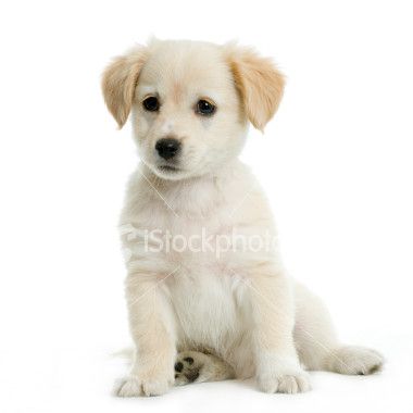 labrador_retriever.jpeg