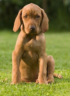 magyar.vizsla..jpg