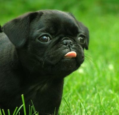 mopsz2.jpg