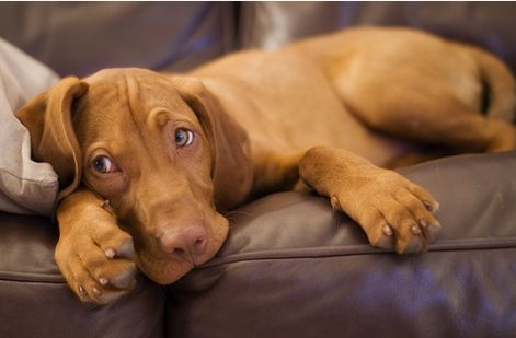rovidszoru-magyar-vizsla-vizsla.jpg