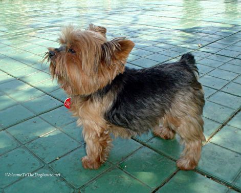 yorkshire_terrier_wallpaper-1.jpg